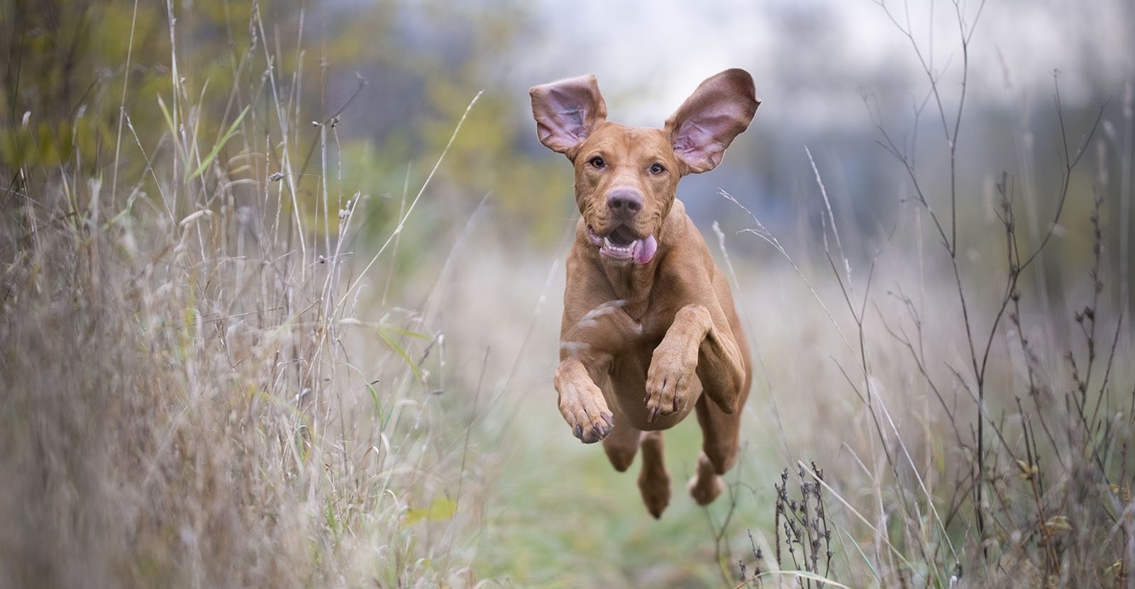 tierarzt-wiblingen-slideshow-hund-1